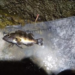 港内での根魚との戯れ