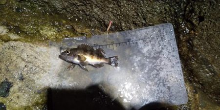 港内での根魚との戯れ