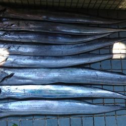 タチウオ冬シーズン到来激アツ