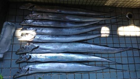 タチウオ冬シーズン到来激アツ