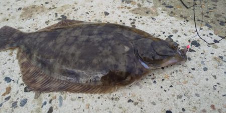 カレイ釣り