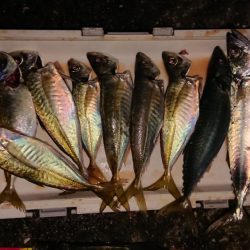 今年最後!アオリ、尺アジ、マダイはくるか