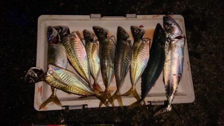 今年最後!アオリ、尺アジ、マダイはくるか