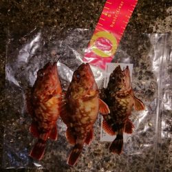 狙いはメガアジ、タッチー