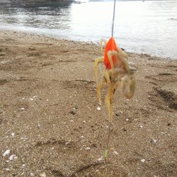 今日も寂しい釣果‼️