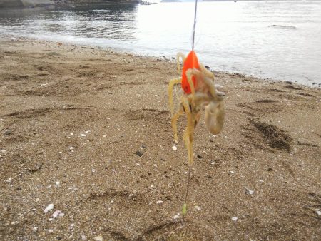 今日も寂しい釣果‼️