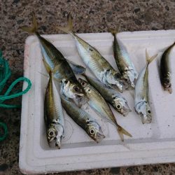 釣り納め（4回目）