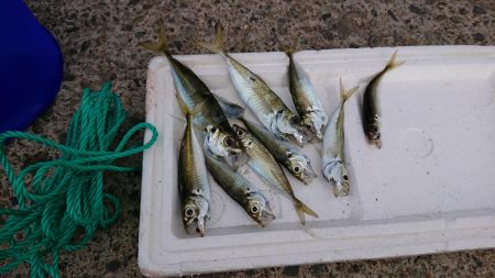 釣り納め（4回目）