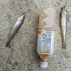 キス狙いの釣行