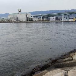 釣納めのサヨリちゃん