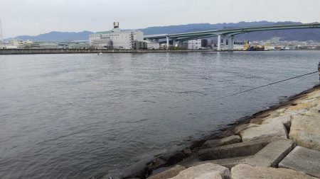 釣納めのサヨリちゃん