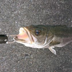 スズキ持ち帰りました