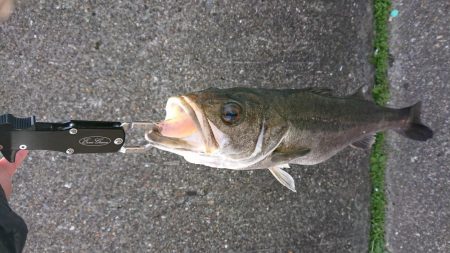 スズキ持ち帰りました