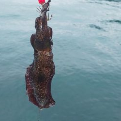 12月なのに超新子