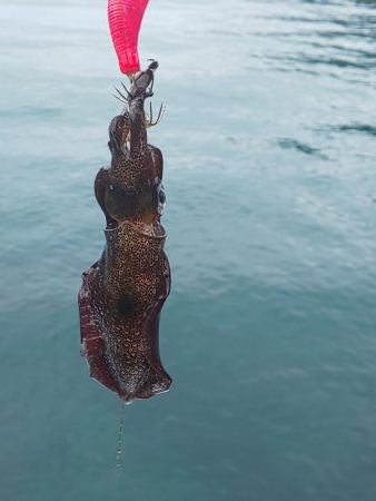 12月なのに超新子