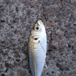 今期3匹目のドラゴン