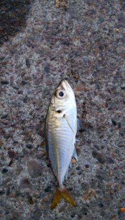 今期3匹目のドラゴン