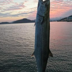 ジャスト60センチ