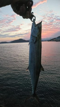 ジャスト60センチ