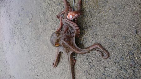 そろそろ終わりなのか