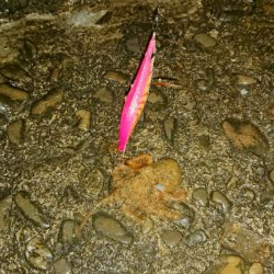 今年最後のアオリイカ