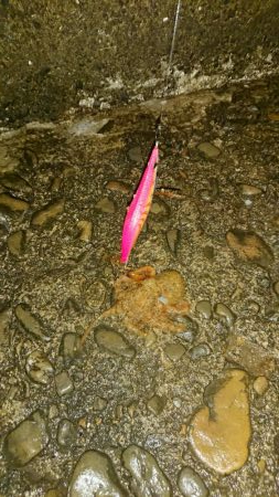 今年最後のアオリイカ