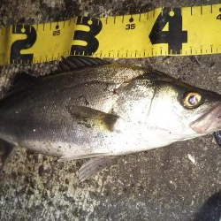 ぶらシーバス!!