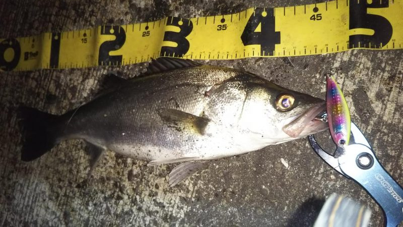 ぶらシーバス!!