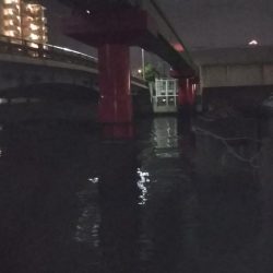 ぶらシーバス！！