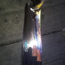 シーサイドで良型タチウオ