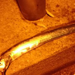 釣り納めで太刀魚(・x・*)