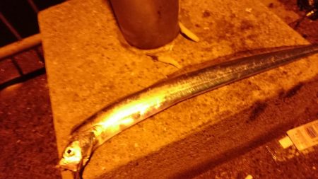 釣り納めで太刀魚(・x・*)