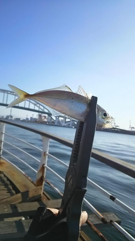 アジ釣り