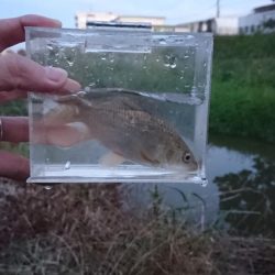 小物数釣り