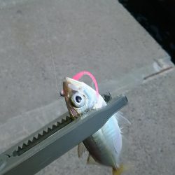 アジ釣り