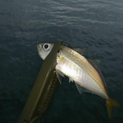 アジ釣り