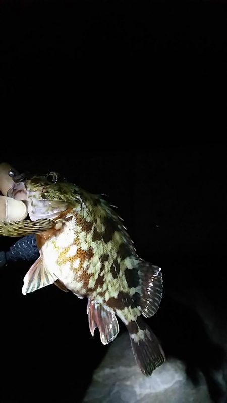 メバル ガシラ釣り