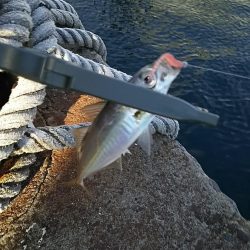 アジ釣り