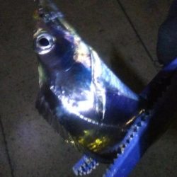 タチウオ1  キビレ1