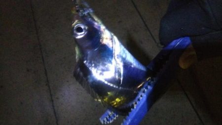 タチウオ1  キビレ1