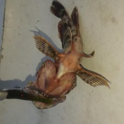 タケノコ1  ガシラ7