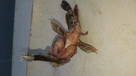 タケノコ1  ガシラ7