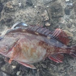 ガシラデパート