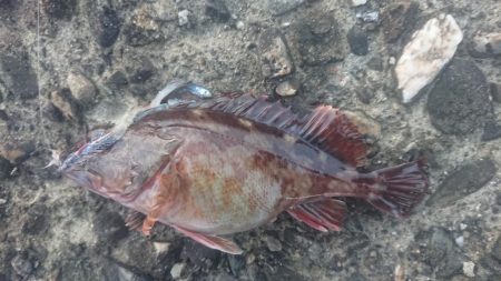 ガシラデパート