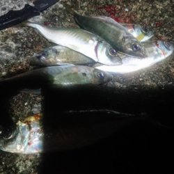 サビキでナイスアジ