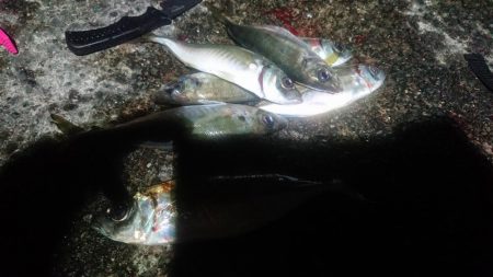 サビキでナイスアジ