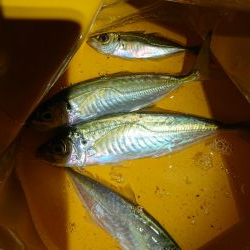 どこも渋く小さい