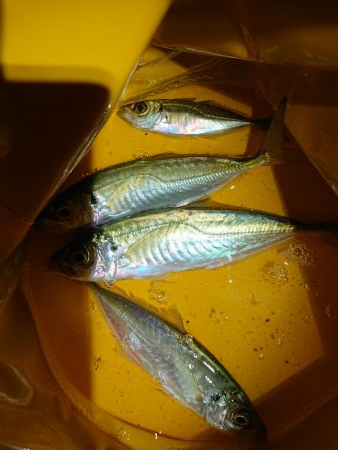 どこも渋く小さい