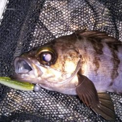 ライトゲームでソゲ