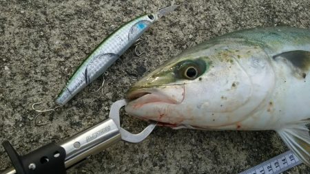 ハマチとドラゴン